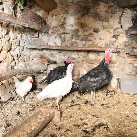 Casa Rural Amador Villarroya de los Pinares Dış mekan fotoğraf