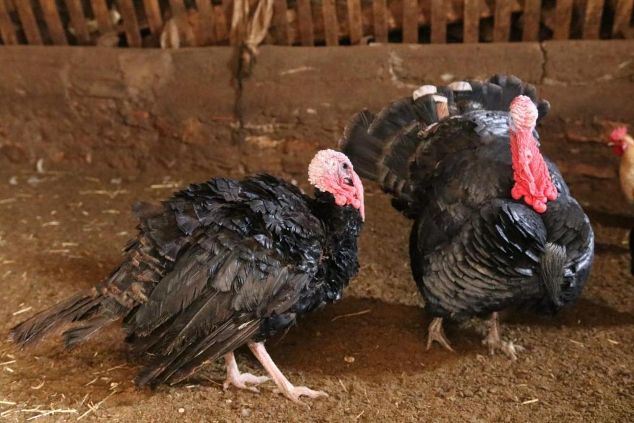 Casa Rural Amador Villarroya de los Pinares Dış mekan fotoğraf