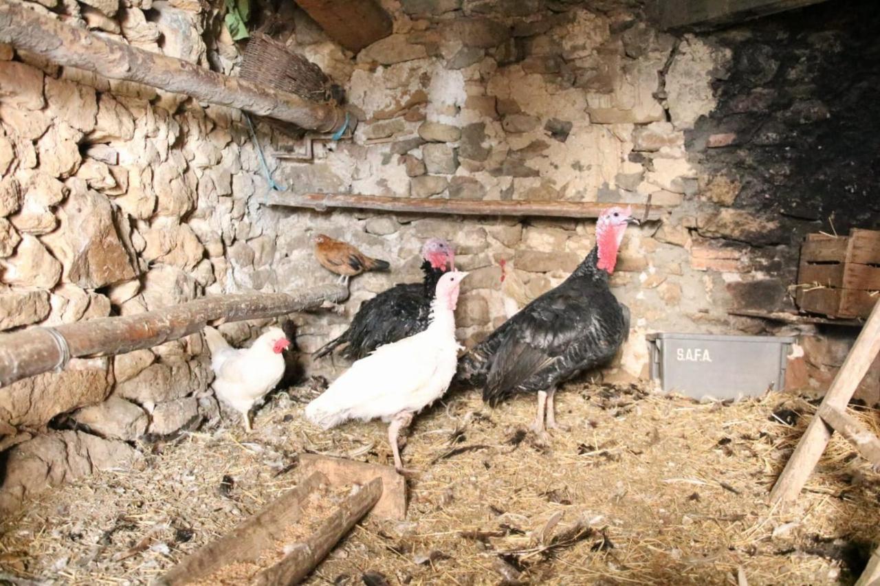 Casa Rural Amador Villarroya de los Pinares Dış mekan fotoğraf